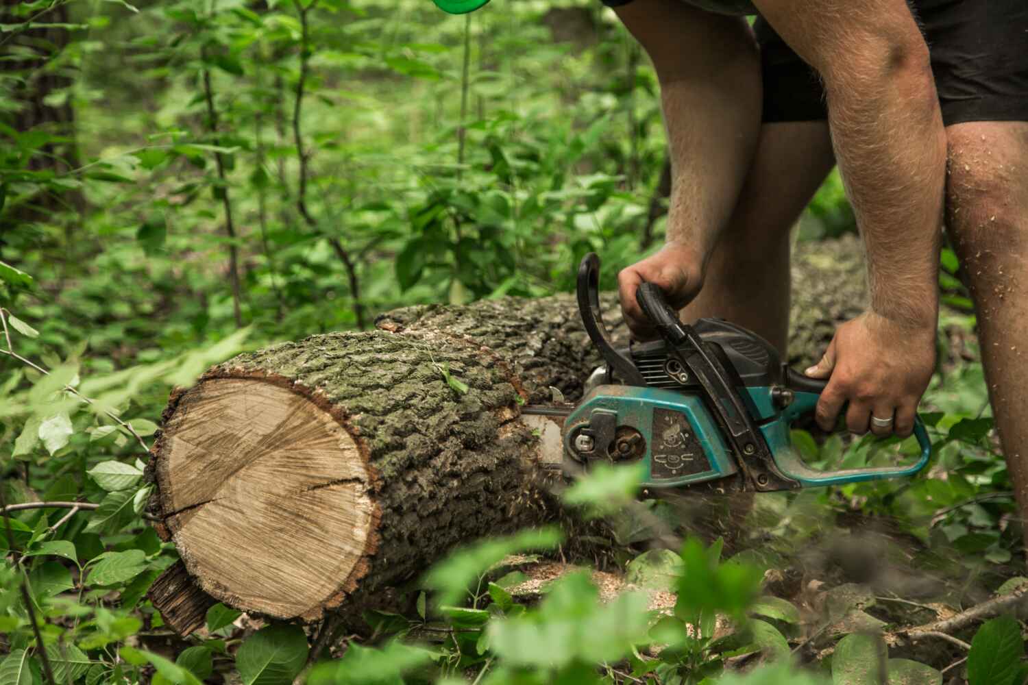 Trusted Hillsboro Beach, FL Tree Service Experts